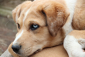 Mentale Unterstützung für Hundehalter:innen von Tierschutzhunden