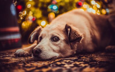 Besinnliche Weihnachtszeit mit (ängstlichem) Tierschutzhund