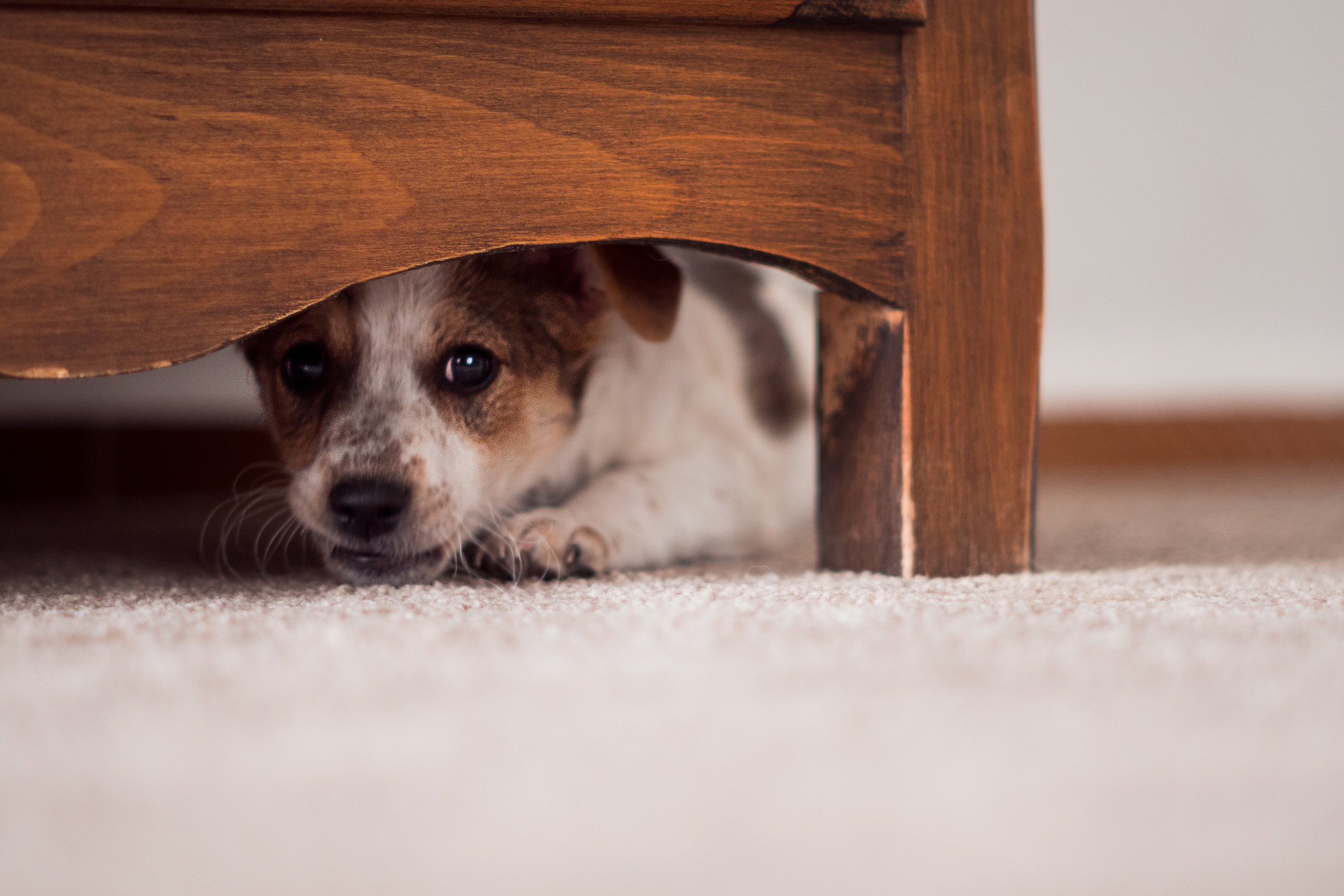 Hund Angst unter Bett